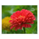 Buscar zinnia fotografía Rojo
