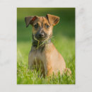 Buscar cachorro postales Jack russell terrier