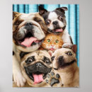 Buscar gracioso posters Gato
