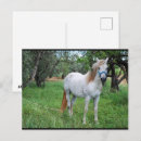Buscar caballo blanco postales Fotografía