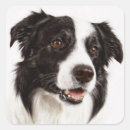 Buscar perro blanco y negro pegatinas Red de área fronteriza