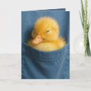 Buscar patitos tarjetas Pato