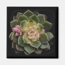 Buscar macetas imanes Amante de las plantas