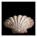 Buscar moluscos posters Vida marina