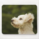 Buscar caniche alfombrillas de raton Al aire libre