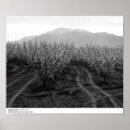 Buscar árboles frutales posters Naturaleza