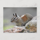 Buscar fauna postales Animales salvajes