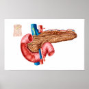 Buscar órgano posters anatomía humana