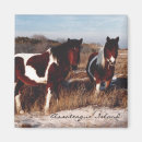 Buscar assateague imanes Caballos salvajes