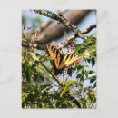 Buscar torso postales Mariposa