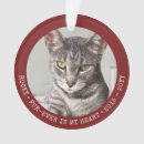 Buscar foto mascotas Simpatía