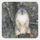 Buscar ardilla linda pegatinas Fauna