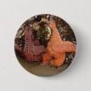 Buscar estrellas de mar fotografía General y unisex