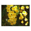 Buscar orquídea amarilla posters General y unisex