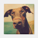 Buscar orejas imanes Perro