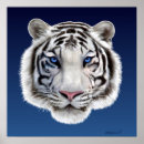 Buscar tigre blanco siberiano posters Gato grande