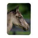 Buscar cabeza de caballo imanes 10 º cabezal