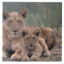 Buscar áfrica azulejos Adorable