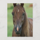 Buscar carrera de caballos postales Caballo de carreras