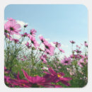 Buscar cosmo rosado pegatinas Cosmos