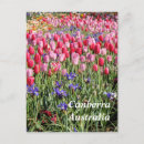 Buscar canberra postales Tulipanes