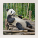 Buscar bambú puzzles Panda