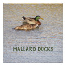 Buscar patos silvestres posters Vida silvestre