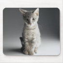 Buscar gatito del tabby Gato