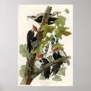 Buscar pileated Salvaje