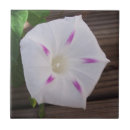 Buscar nacimiento azulejos Floral