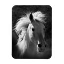 Buscar caballo imanes Blanco