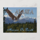 Buscar águila americana postales Fauna silvestre