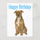 Buscar american staffordshire terrier tarjetas Cachorro