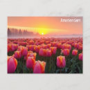 Buscar tulips postales Fotografía