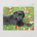 Buscar laboratorio postales Recuperador de labrador