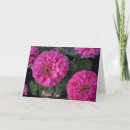 Buscar rosas fuertes tarjetas Flor