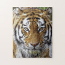 Buscar tigre siberiano puzzles Naturaleza