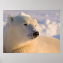 Buscar ursus posters Invierno