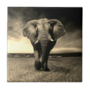 Buscar elefante negro azulejos Safari