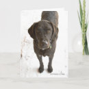 Buscar labrador retriever tarjetas Amante de los perros