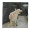 Buscar lobo azulejos Perro