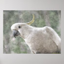 Buscar cockatoo posters Acuarela