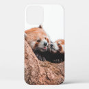 Buscar cute koala iphone fundas Vida silvestre
