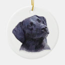 Buscar retreiver Negro