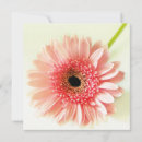 Buscar gerberas invitaciones Flores