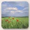 Buscar saltamontes posavasos Verde