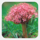 Buscar diferencial pegatinas Detalle