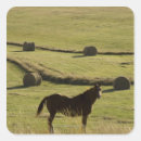 Buscar colorado springs pegatinas Balnearios de vapor