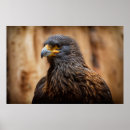 Buscar ave rapaz posters Animales