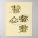 Buscar esquelético posters Anatomía